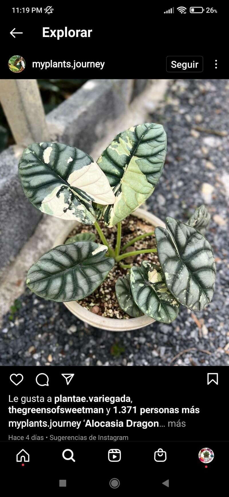 Alocasia sinuata leaf