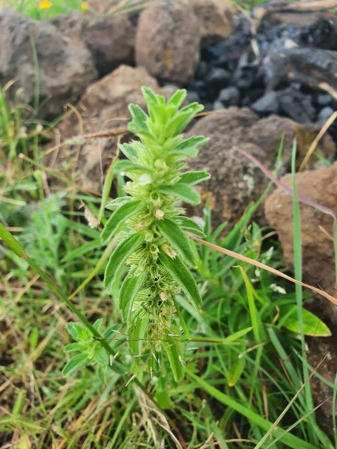 Leucas neuflizeana — houseplant care guide