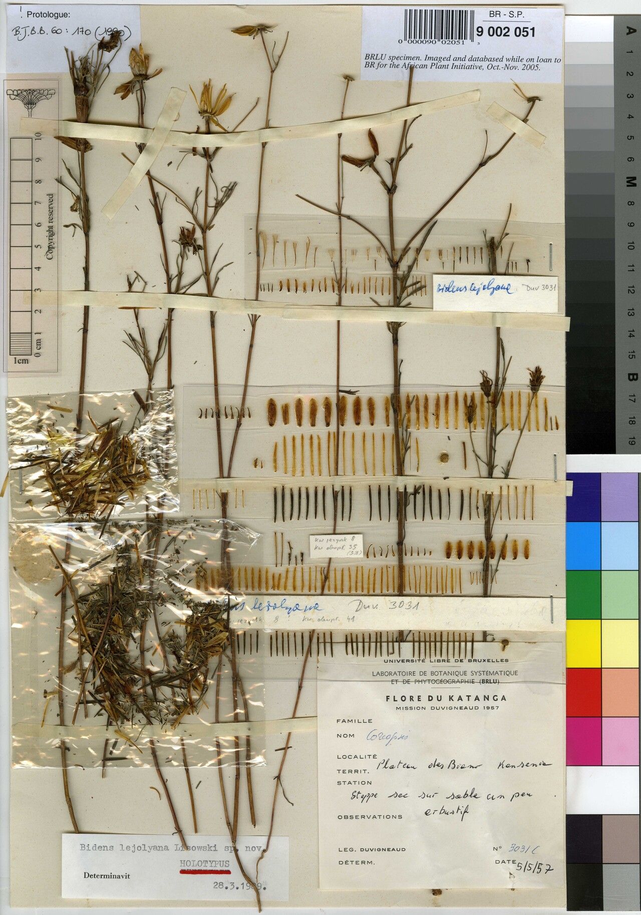 Bidens lejolyana — houseplant care guide