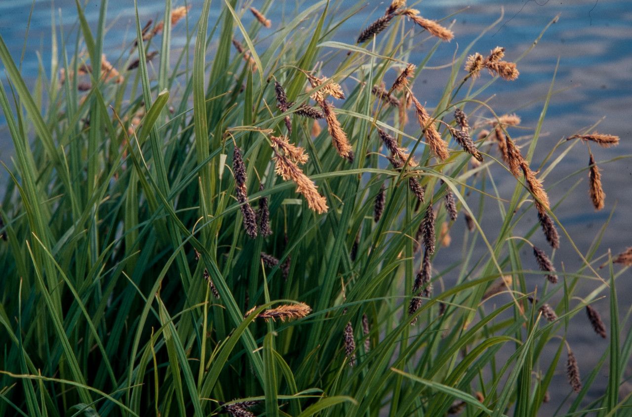 Carex lyngbyei — search result for 'Iceland'