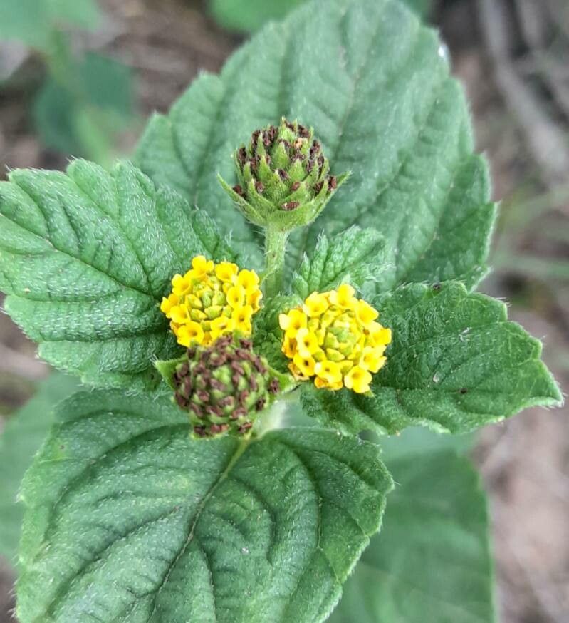 Lippia turnerifolia flower