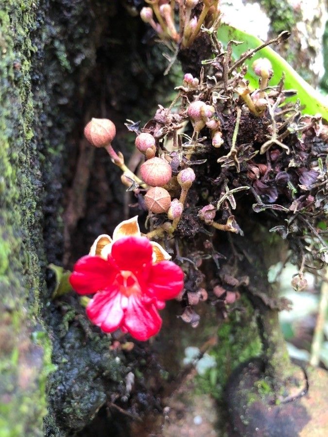 Theobroma simiarum — search result for 'Theobroma'