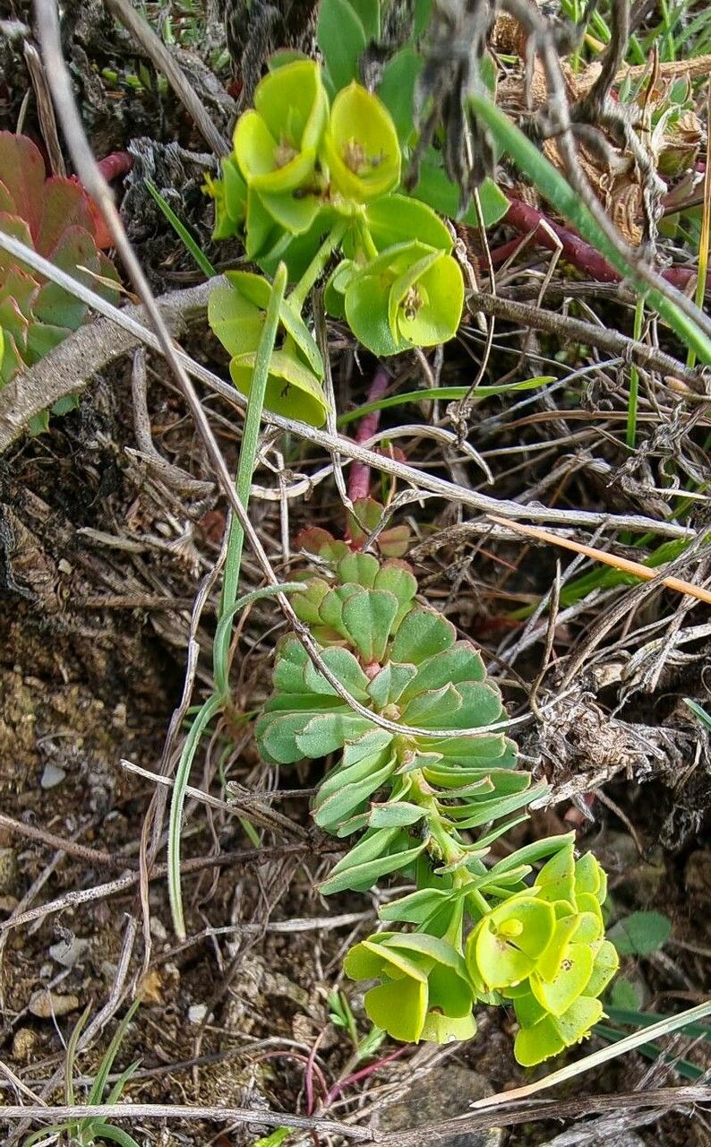 Euphorbia portlandica habit