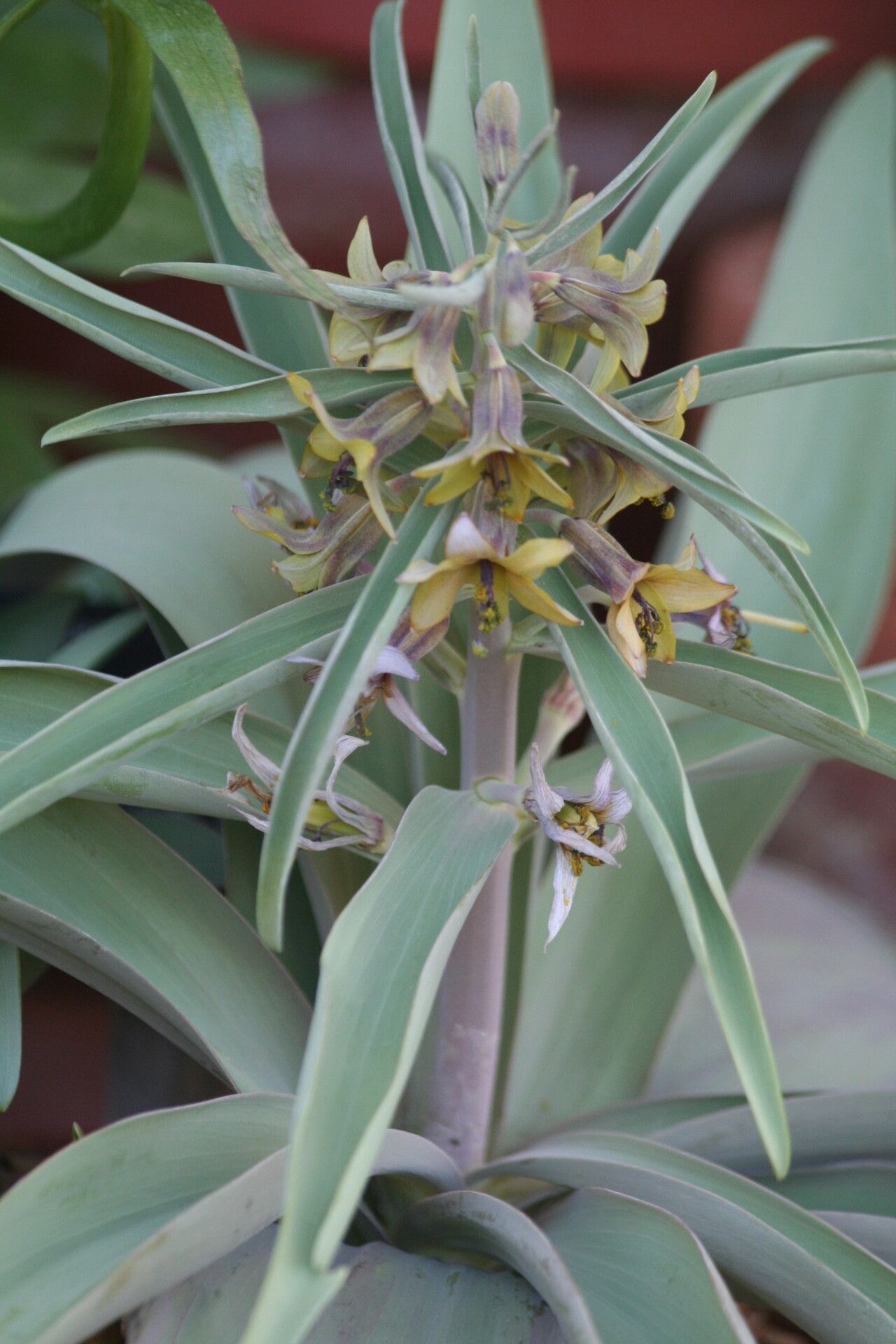 Fritillaria sewerzowii — search result for 'Fritillaria'