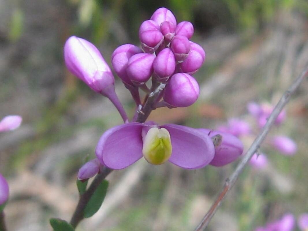 Comesperma ericinum flower