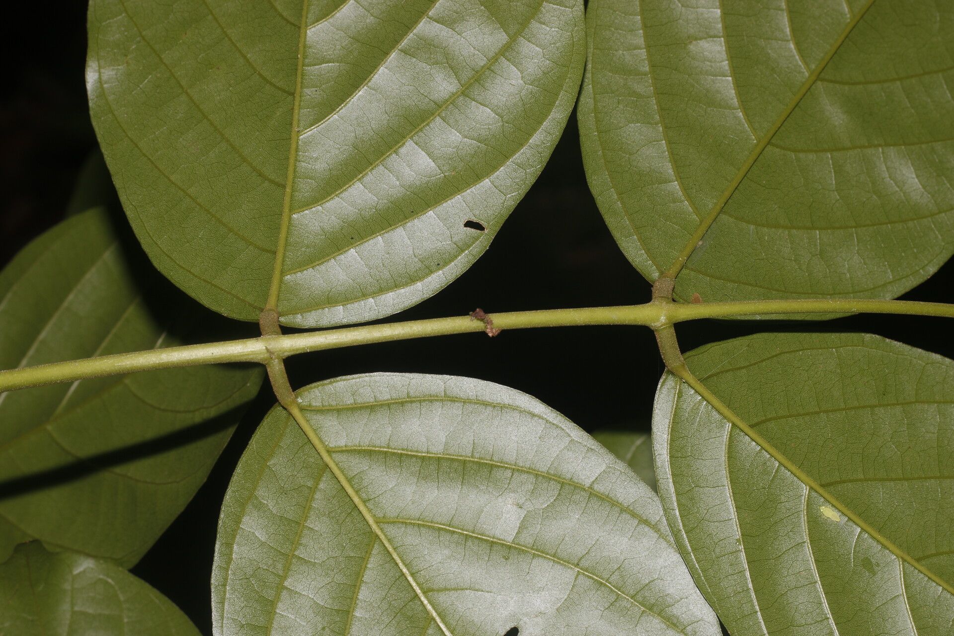 Lonchocarpus macrophyllus — houseplant care guide