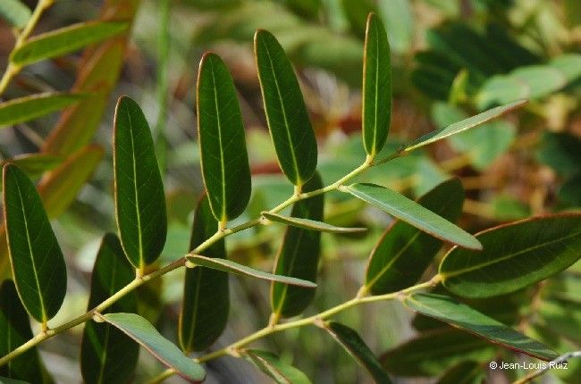 Phyllanthus kouaouaensis flower