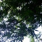 Fraxinus pennsylvanica