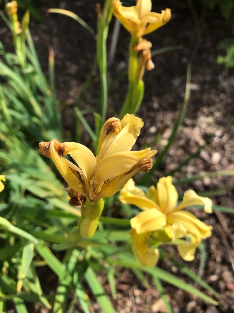 Iris wilsonii flower