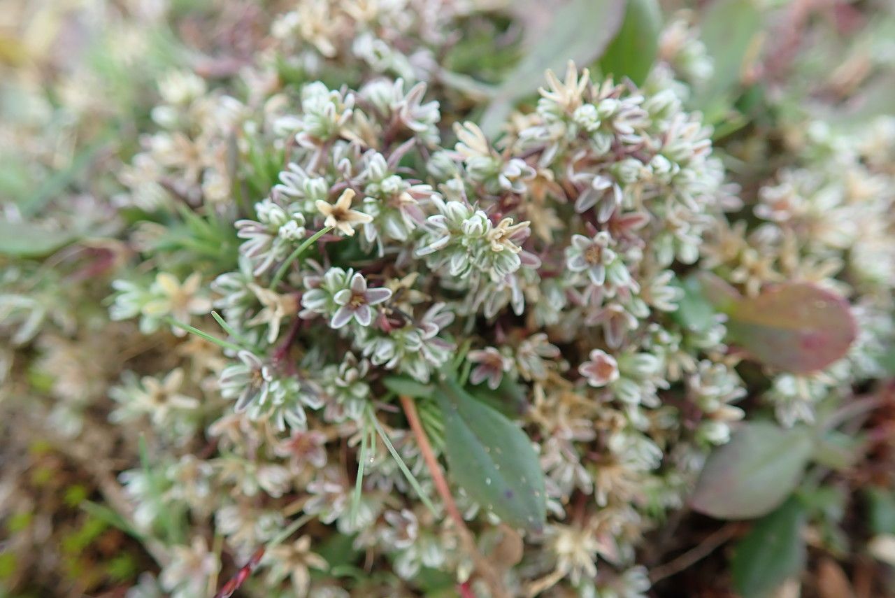 Scleranthus perennis flower