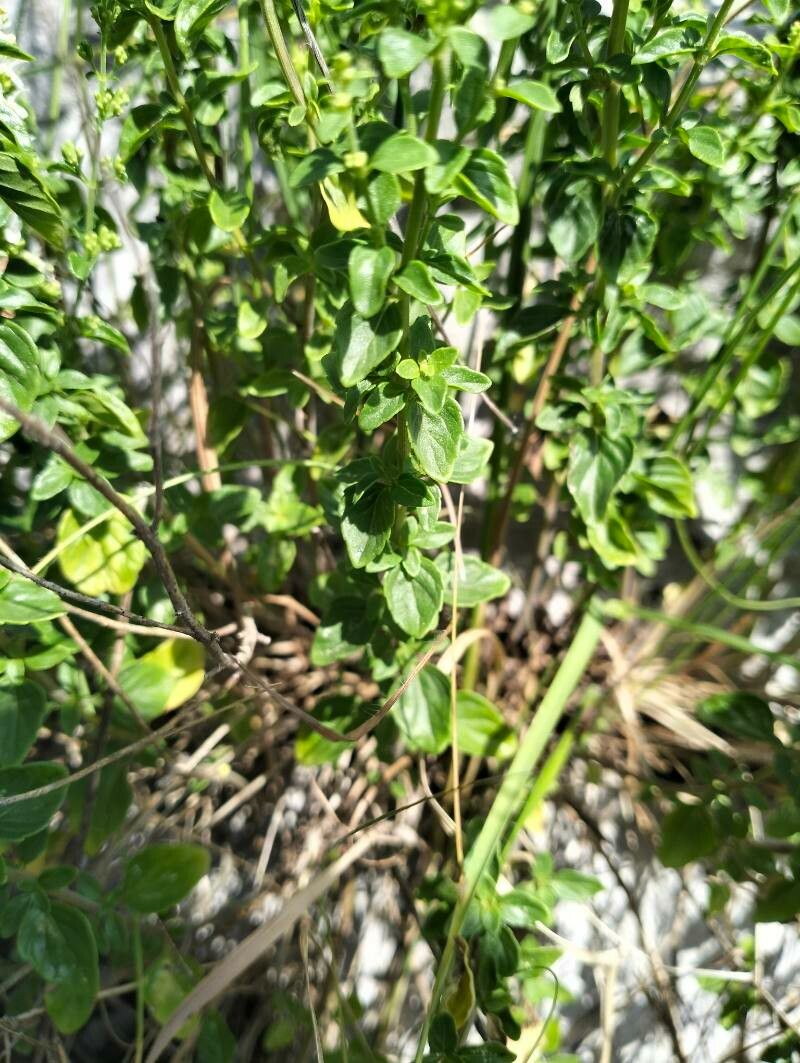 Clinopodium album leaf