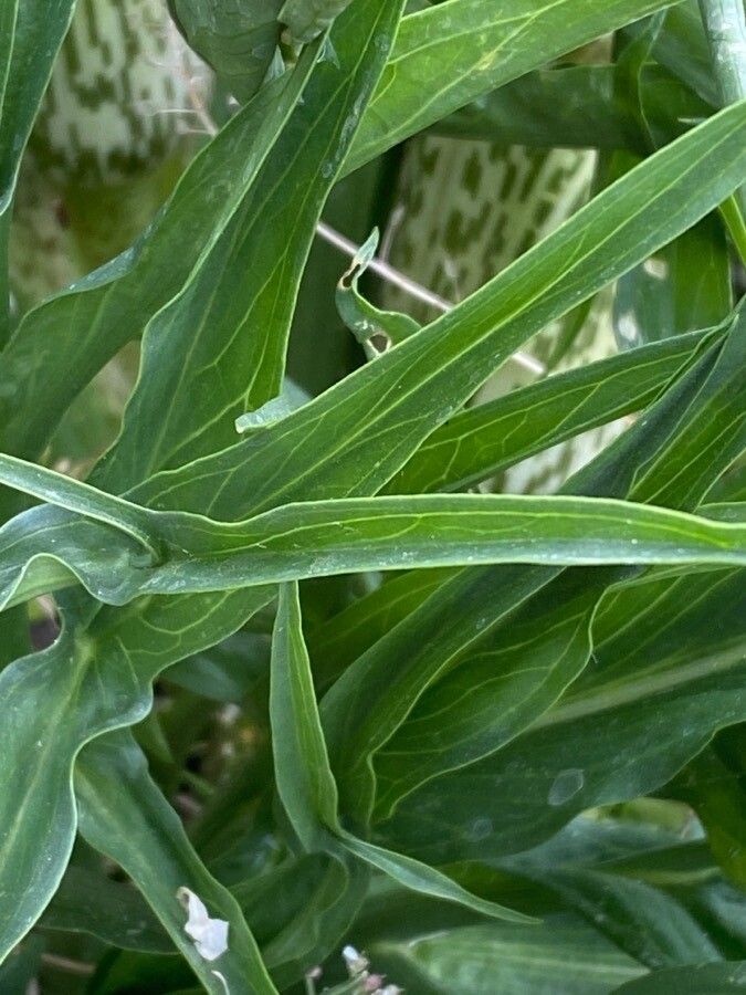 Helicodiceros muscivorus leaf