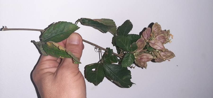 Urvillea rufescens habit