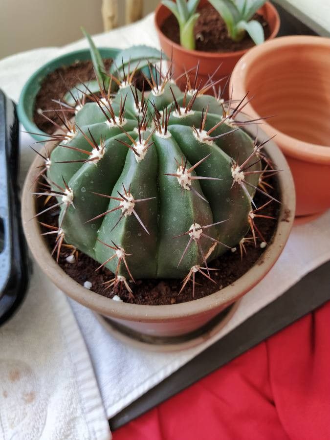 Melocactus ferreophilus bark