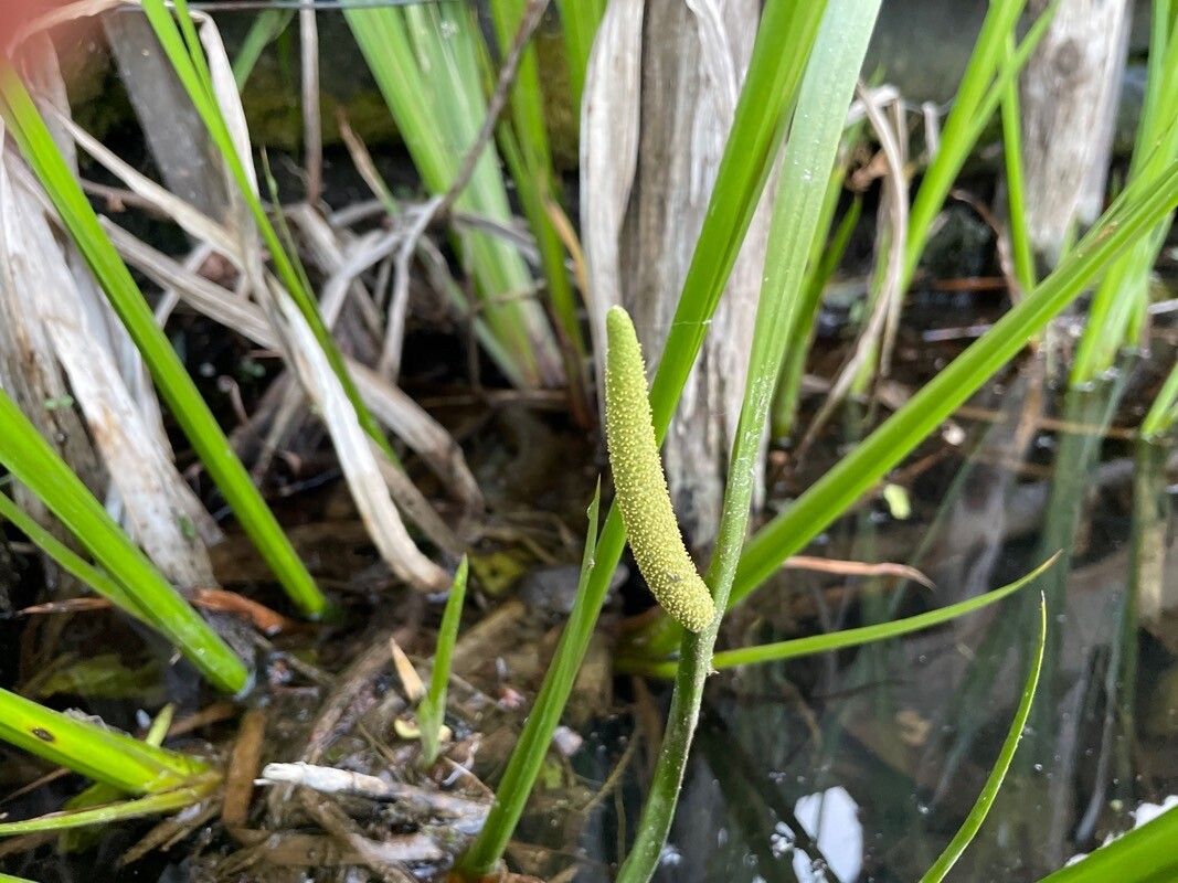 Acorus calamus fruit
