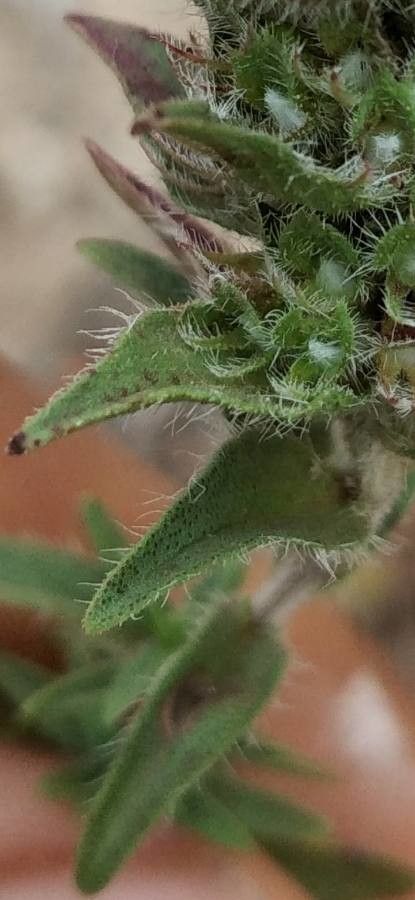 Thymus saturejoides — search result for 'Thymus'