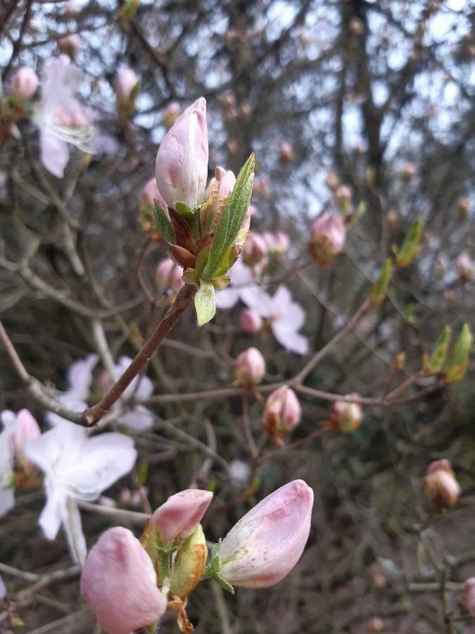 Rhododendron schlippenbachii — search result for 'Rhododendron'