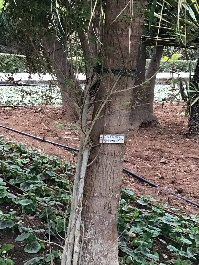 Latania lontaroides leaf