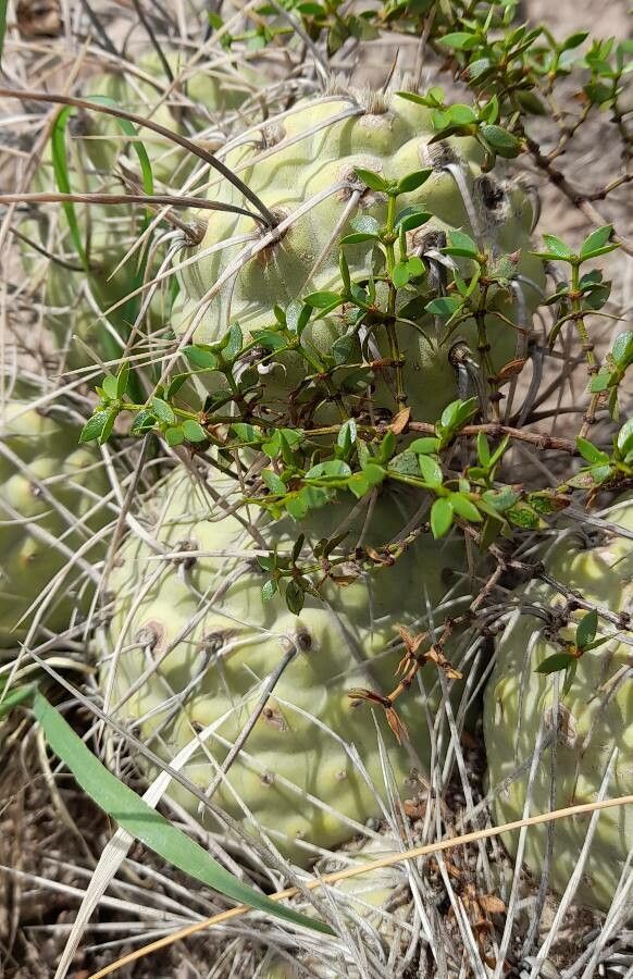 Tephrocactus aoracanthus leaf
