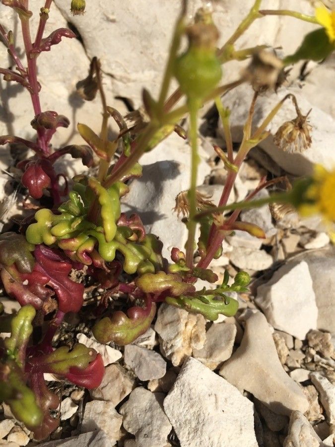 Senecio transiens leaf