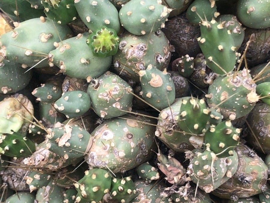 Opuntia microdisca leaf