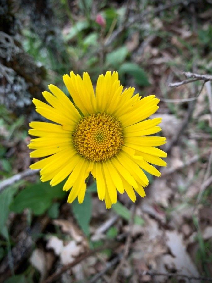 Doronicum carpetanum flower