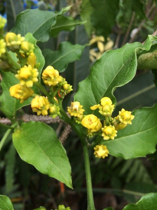 Bunchosia armeniaca flower