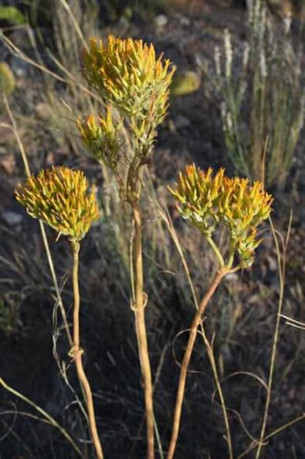 Kalanchoe prittwitzii fruit