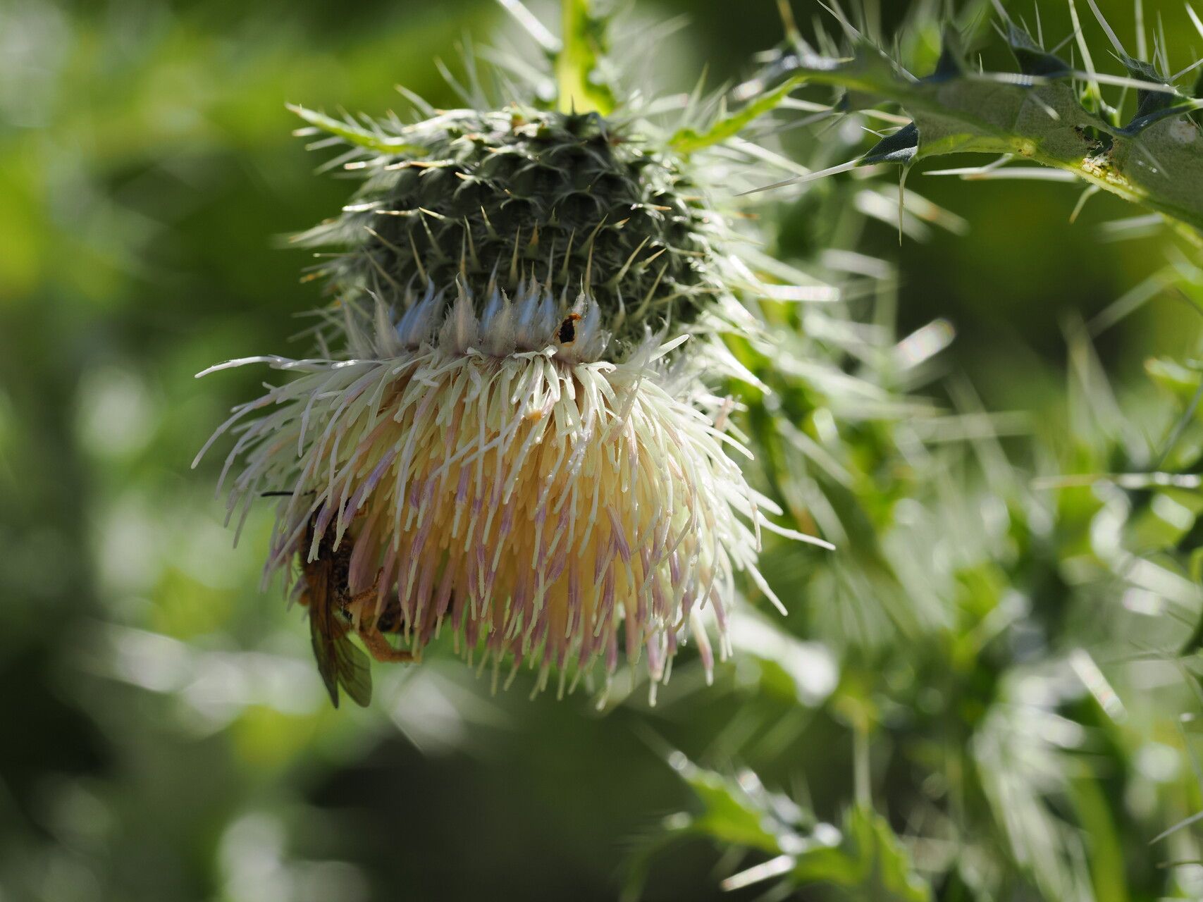 Cirsium echinus flower