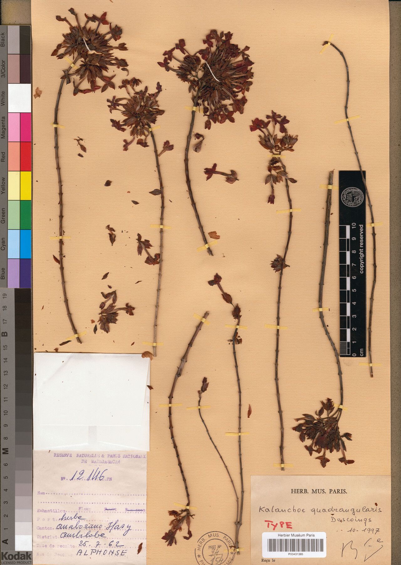 Kalanchoe quadrangularis — houseplant care guide