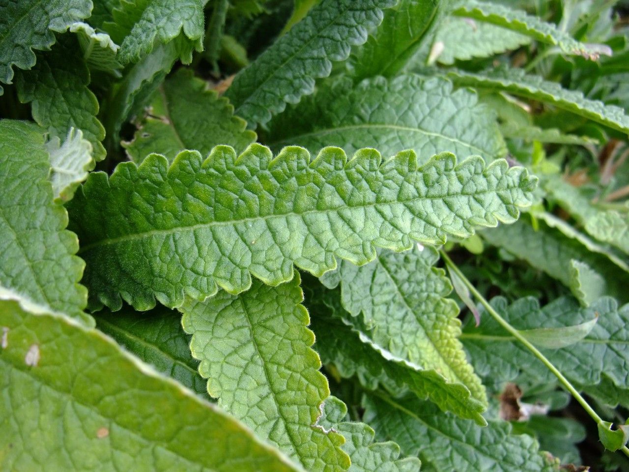 Stachys ossetica — search result for 'Stachys'