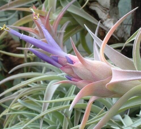 Tillandsia hondurensis flower