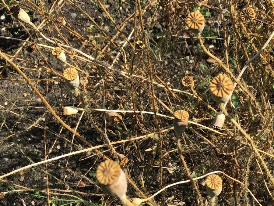 Papaver cambricum fruit