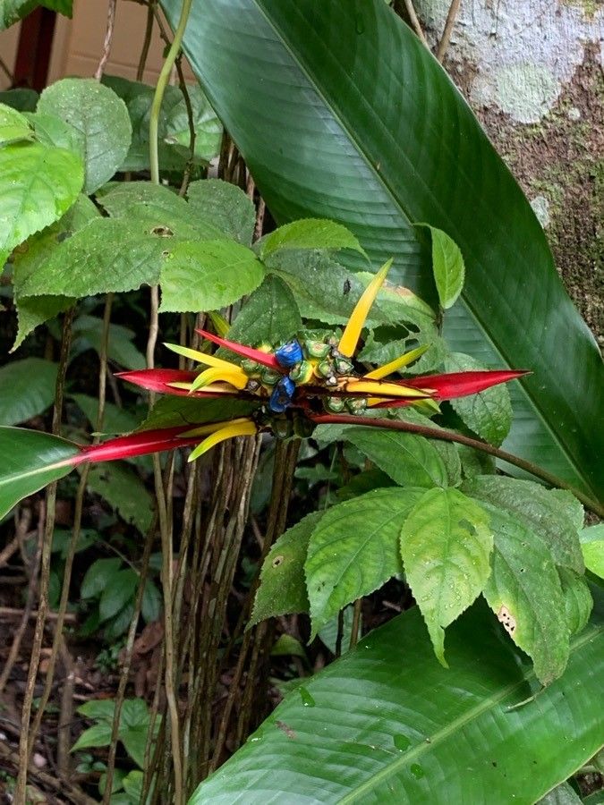 Heliconia mathiasiae flower