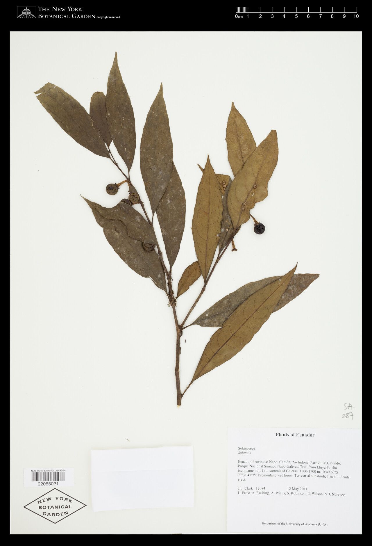 Solanum bellum — houseplant care guide