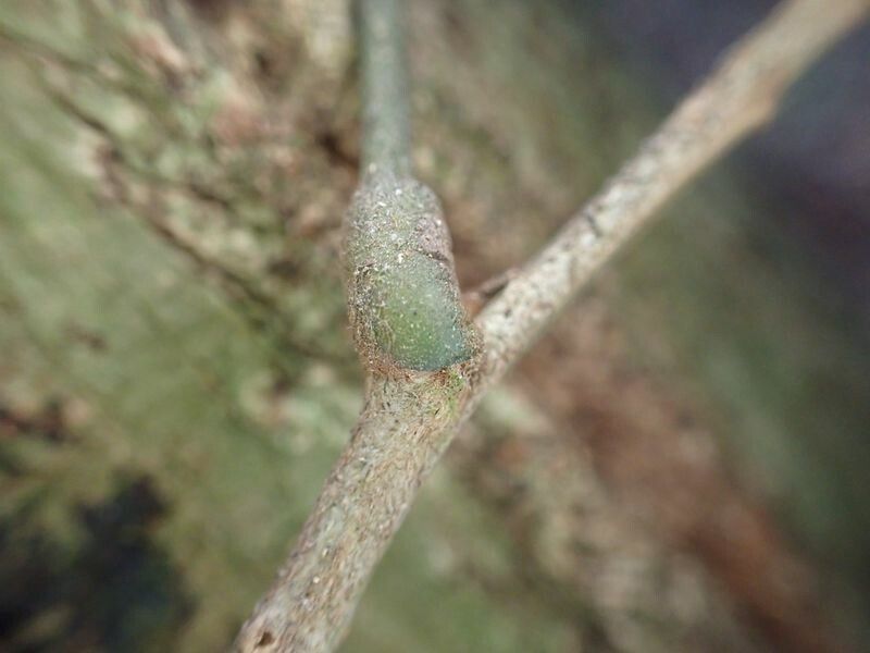 Pterocarpus soyauxii other