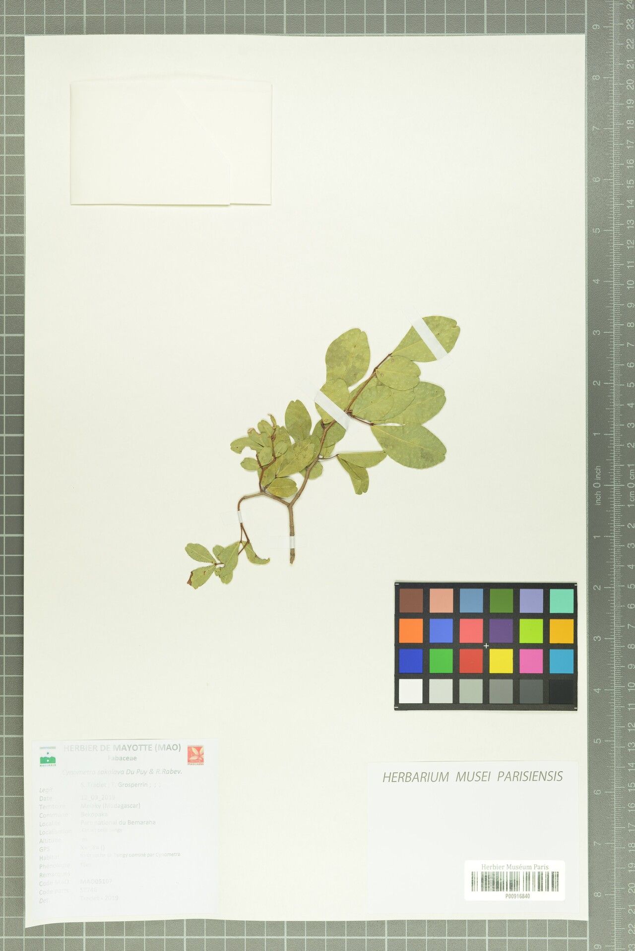 Cynometra sakalava — houseplant care guide