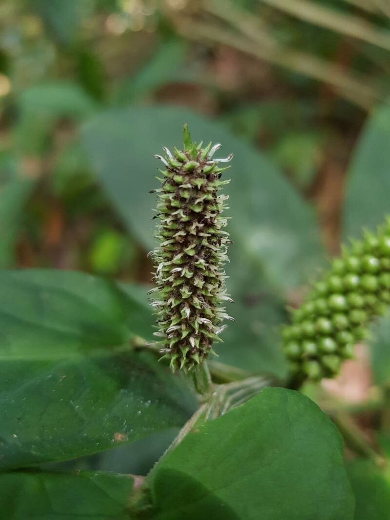 Piper sagittifolium flower