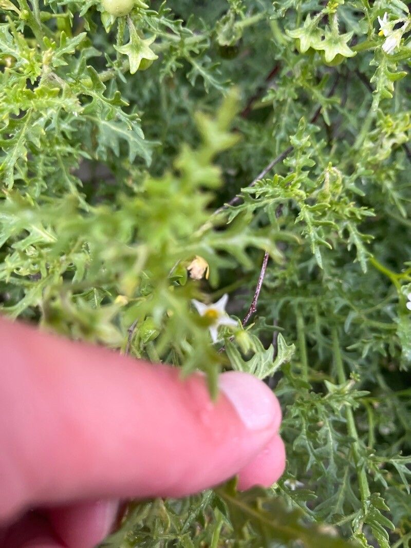Solanum triflorum flower