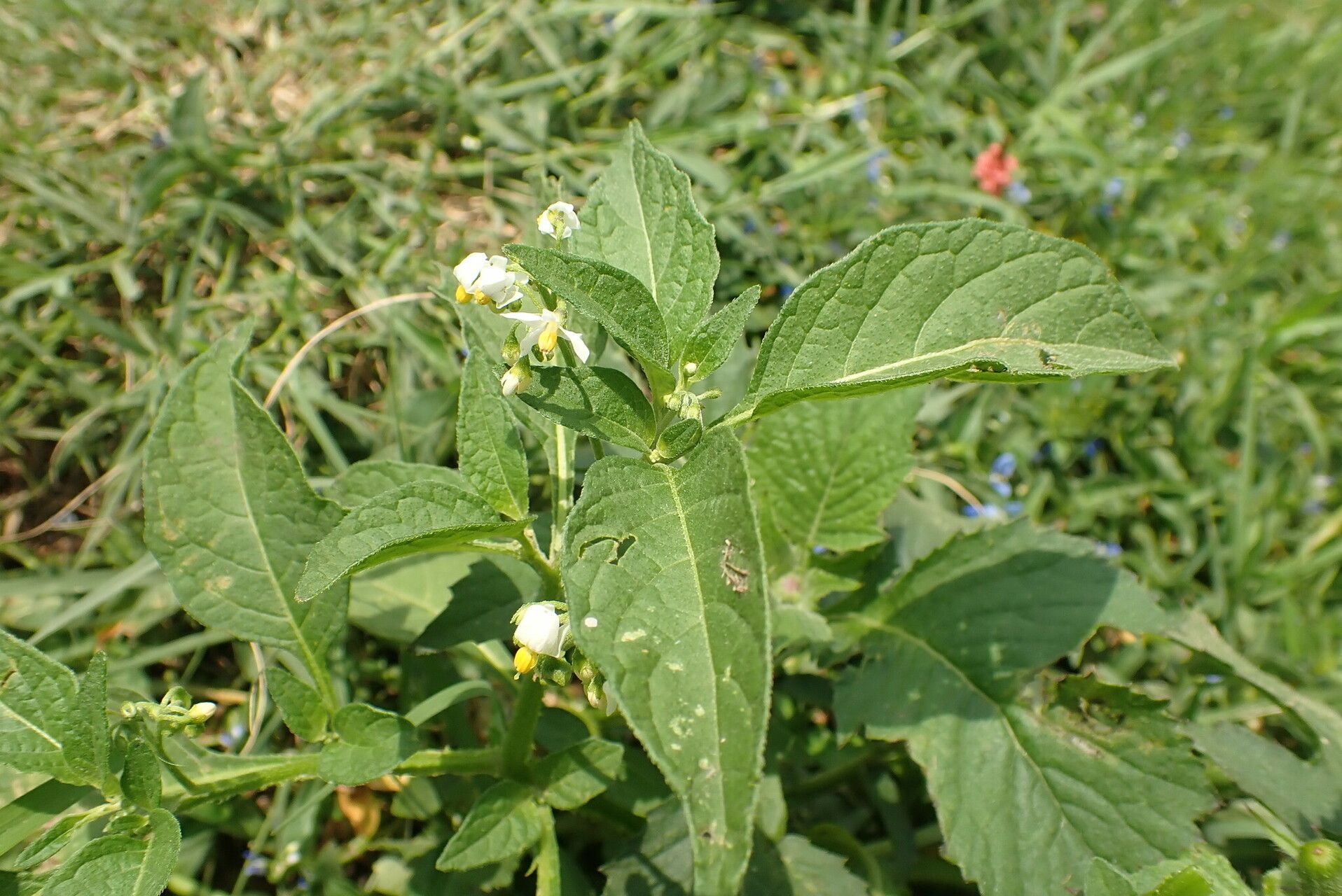 Solanum tarderemotum flower
