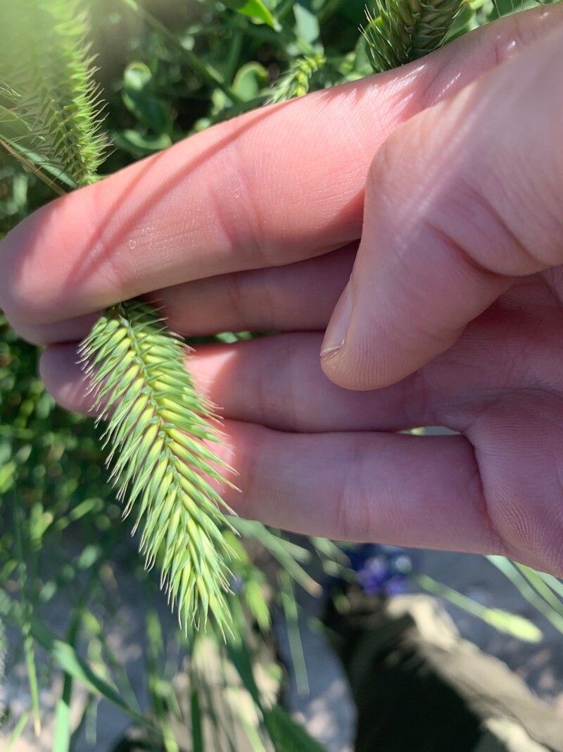 Agropyron cristatum flower