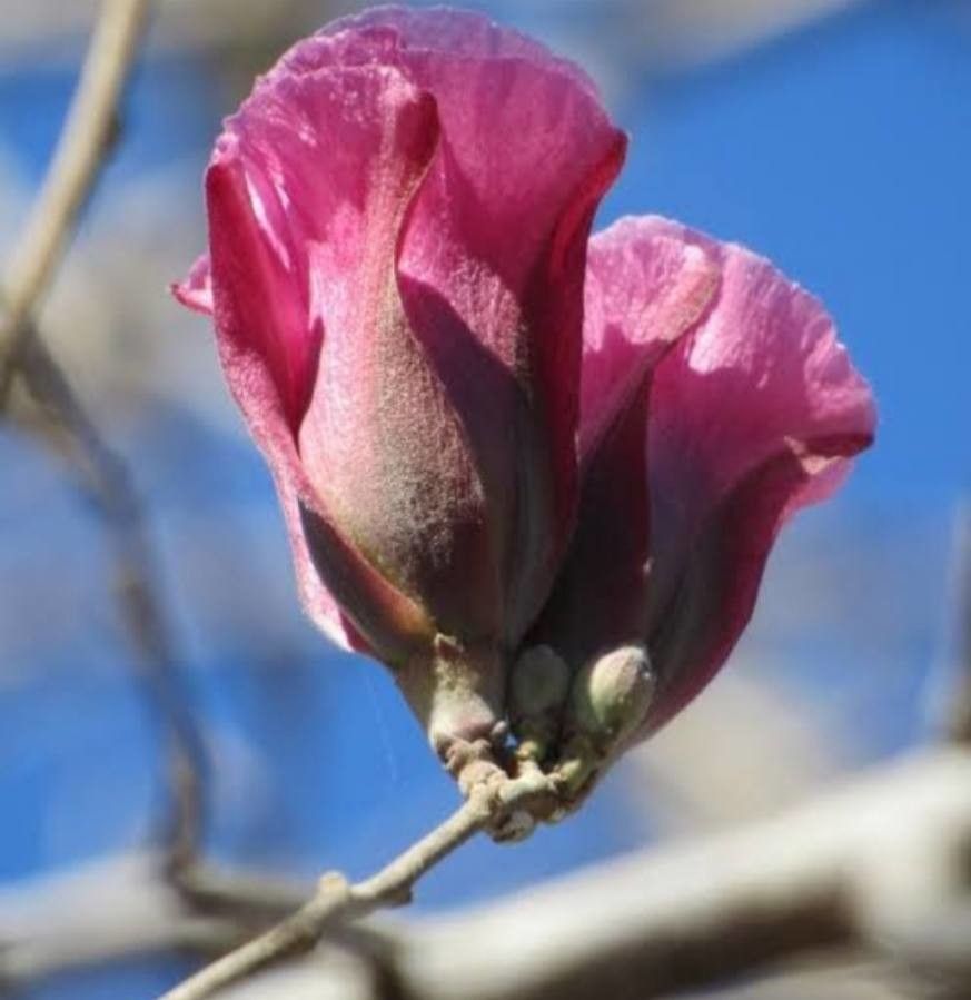 Gossypium aridum — related species from the same genus