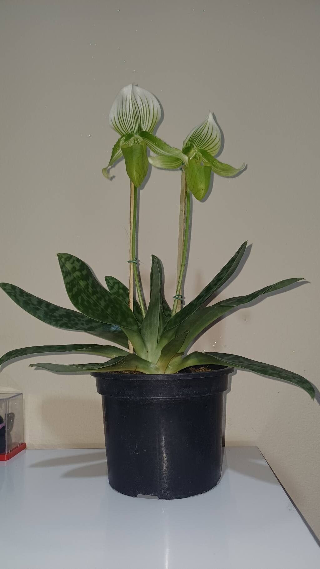 Paphiopedilum lawrenceanum leaf