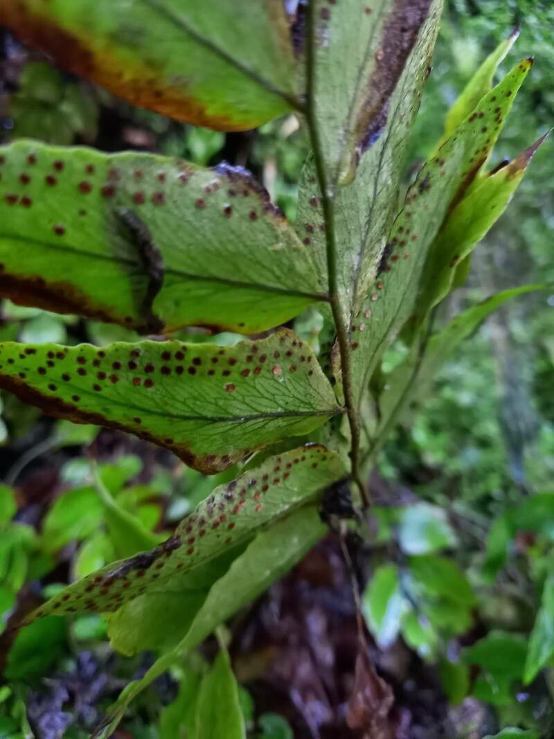 Cyrtomium falcatum fruit