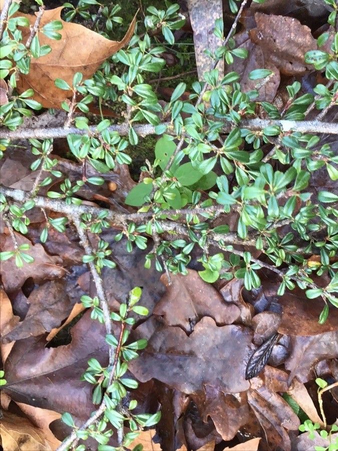 Cotoneaster conspicuus — houseplant care guide