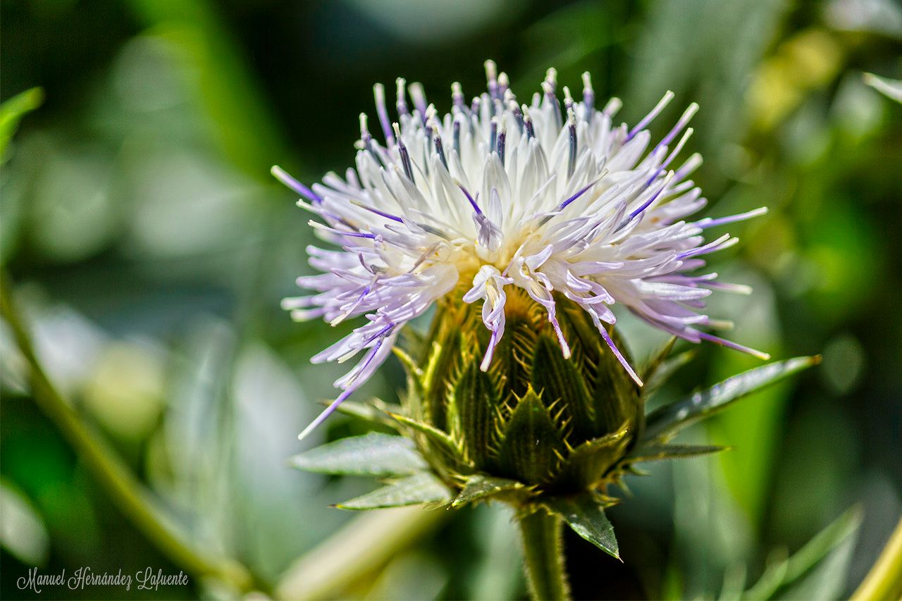 Carthamus dianius flower