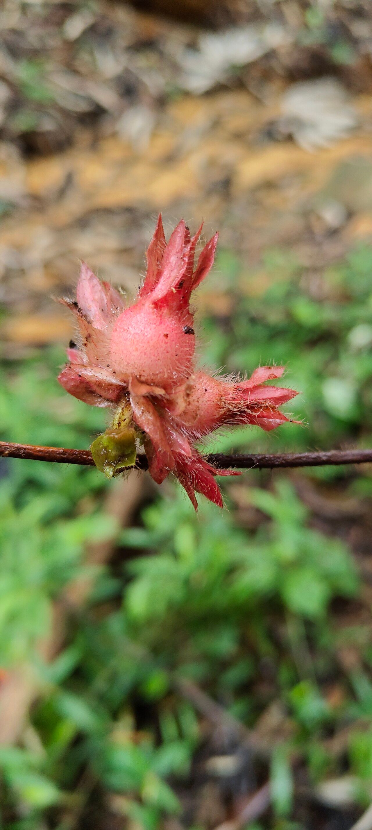 Sabicea pilosa fruit
