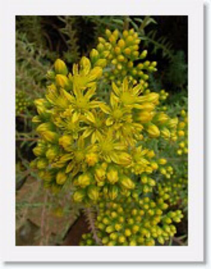 Sedum montanum flower