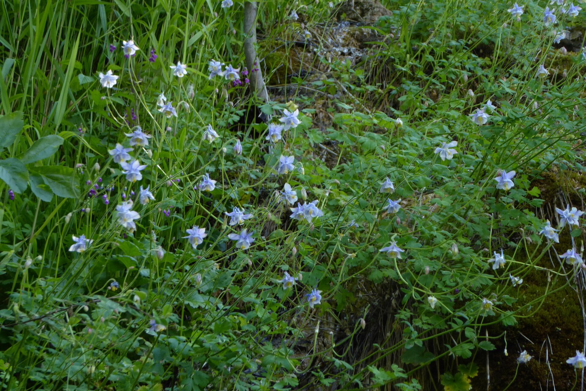Aquilegia vicaria habit