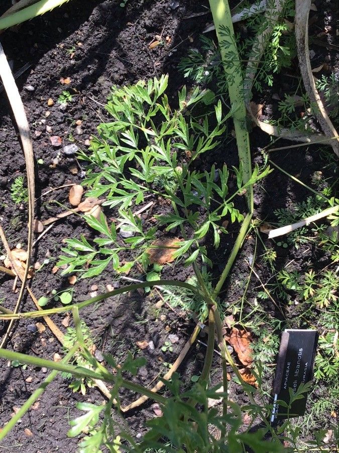 Seseli libanotis — search result for 'Seseli'